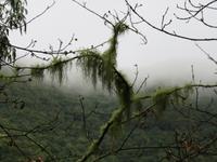 Levada-Wanderung zum Aussichtspunkt Balcoes
