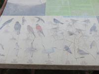 Levada-Wanderung zum Aussichtspunkt Balcoes