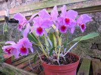 Orchideengarten Boa Vista