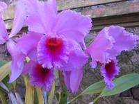 Orchideengarten Boa Vista