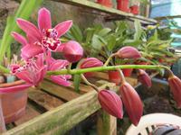 Orchideengarten Boa Vista