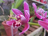 Orchideengarten Boa Vista