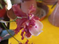 Orchideengarten Boa Vista