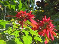 Orchideengarten Boa Vista