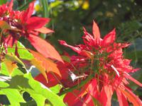 Orchideengarten Boa Vista