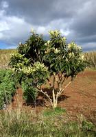 Tag 2 - Japanischer Mispelbaum