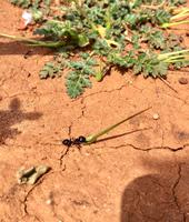 Tag 2 - Ameise bei der Arbeit