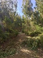 Tag 4 - Eukalyptuswald