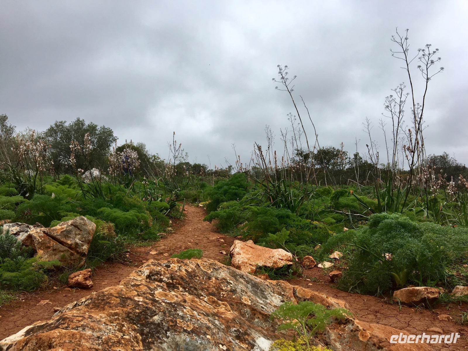 Tag 5 - Weg Richtung Hochebene mit wilden Fenchelbüschen