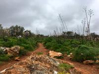 Tag 5 - Weg Richtung Hochebene mit wilden Fenchelbüschen