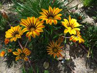 Batalha - Dominikanerkloster, buntes Leben