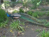 Lissabon - Castelo de Sao Jorge