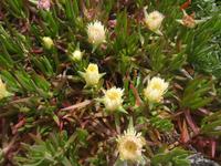 Capo da Roca - Mittagsblume