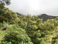 Wanderung entlang Levada von Marocos