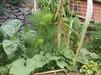 Levada von Marocos Fenchel