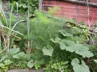 Levada von Marocos Fenchel