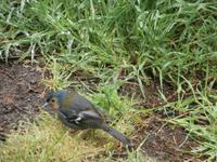 Buchfink Madeira Vogel