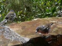 Buchfink Madeira Vogel