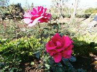 Botanischer Garten Funchal