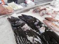 Espetata schwarzer Degenfisch