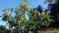 Botanischer Garten Funchal