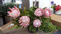 Protea Funchal