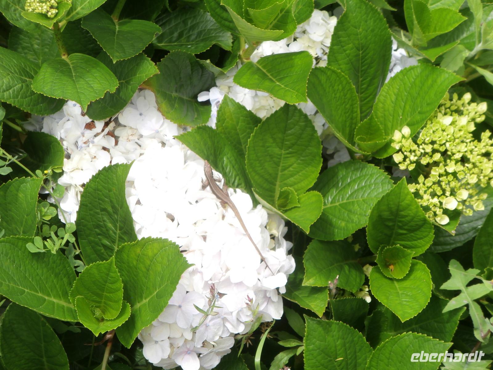 Hortensie mit Eidechse