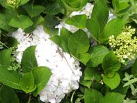 Hortensie mit Eidechse