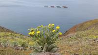 157_Wanderung nach Ponta Sao Lourenco - Wolldistel