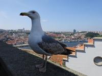 Singlereise Porto und Lissabon 