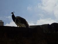 Singlereise Porto und Lissabon - Lissabon