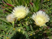 eßbare Mittagsblumen