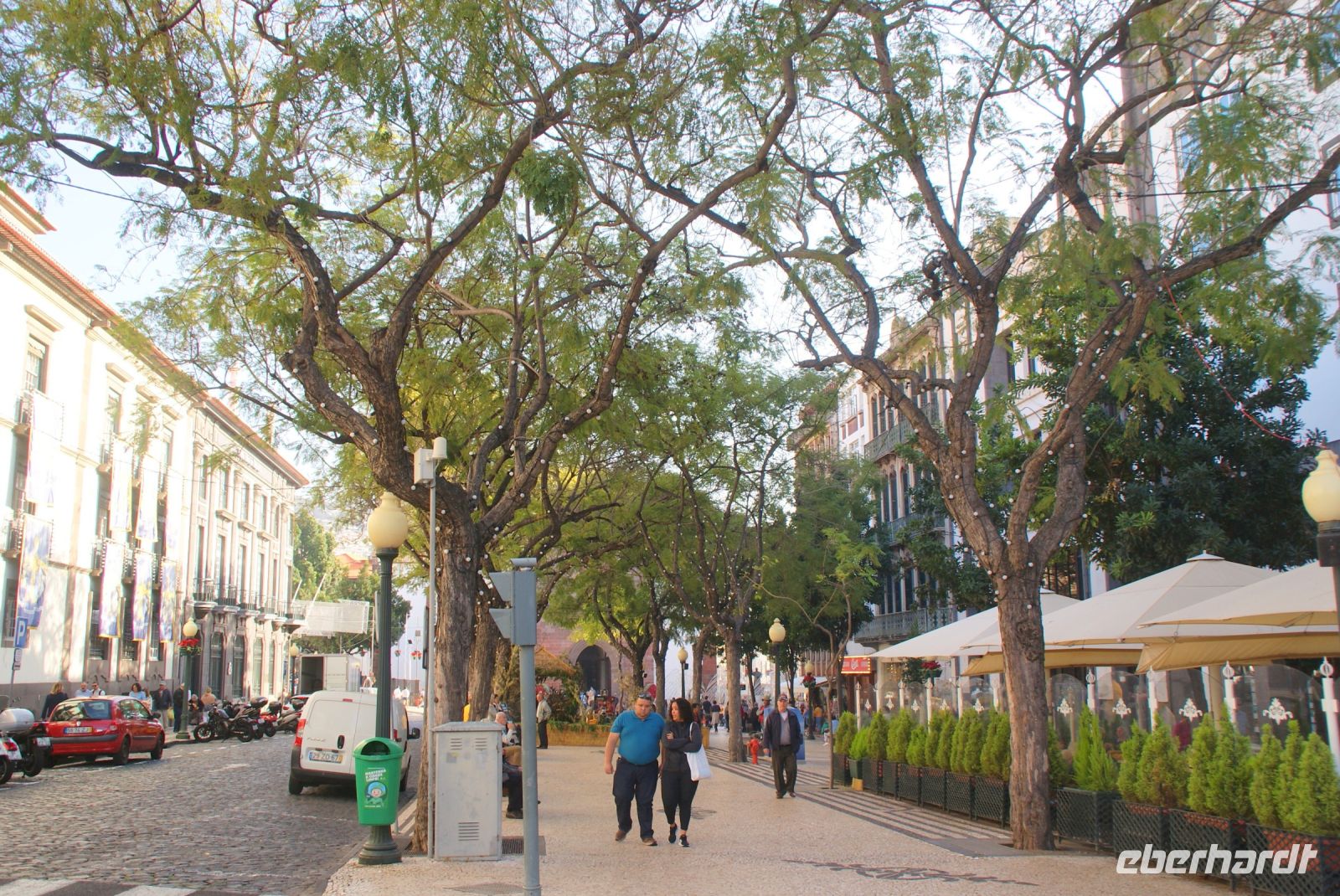 16 Jacarandabäume