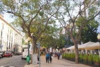 16 Jacarandabäume