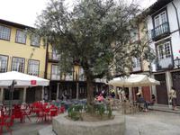 Guimaraes - Olivenbaumplatz