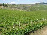 Quinta da Avessada - Weinfelder der Quinta