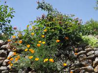 Castelo Rodrigo - die Natur bahnt sich ihren Weg