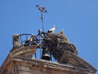 Salamanca - Martinskirche und Störche