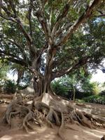 Portugal, Azoren, Ponta Delgada, Bot. Garten