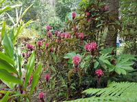 Portugal, Azoren, Ponta Delgada, Bot. Garten