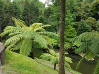 Portugal, Azoren, Furnas, Park Terra Nostra