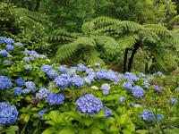 Portugal, Azoren, Furnas, Park Terra Nostra
