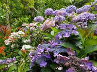 Portugal, Azoren, Furnas, Park Terra Nostra