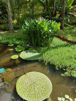 Portugal, Azoren, Furnas, Park Terra Nostra