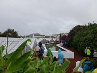 Portugal, Azoren, Ananasplatage