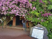 Portugal, Azoren, Ananasplatage