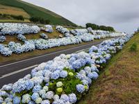 Portugal, Azoren, Hortrensien