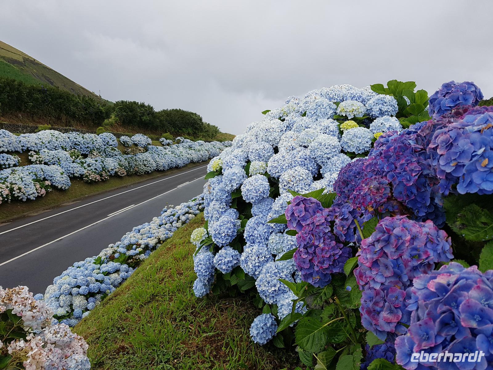 Portugal, Azoren, Hortrensien
