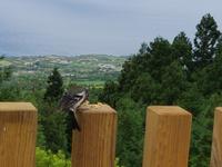 Portugal, Azoren, Sete Cidades, Priolo