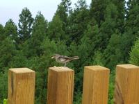 Portugal, Azoren, Sete Cidades, Priolo